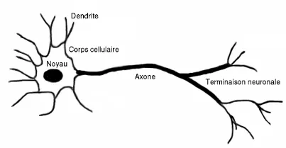 schéma d'un neurone