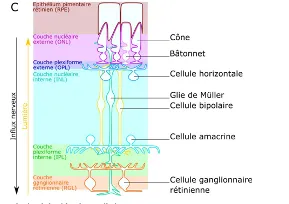 Un tout nouveau type de neurone découvert dans la rétine !